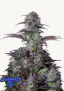Samen 3x Original Blueberry Automatik Fast Buds